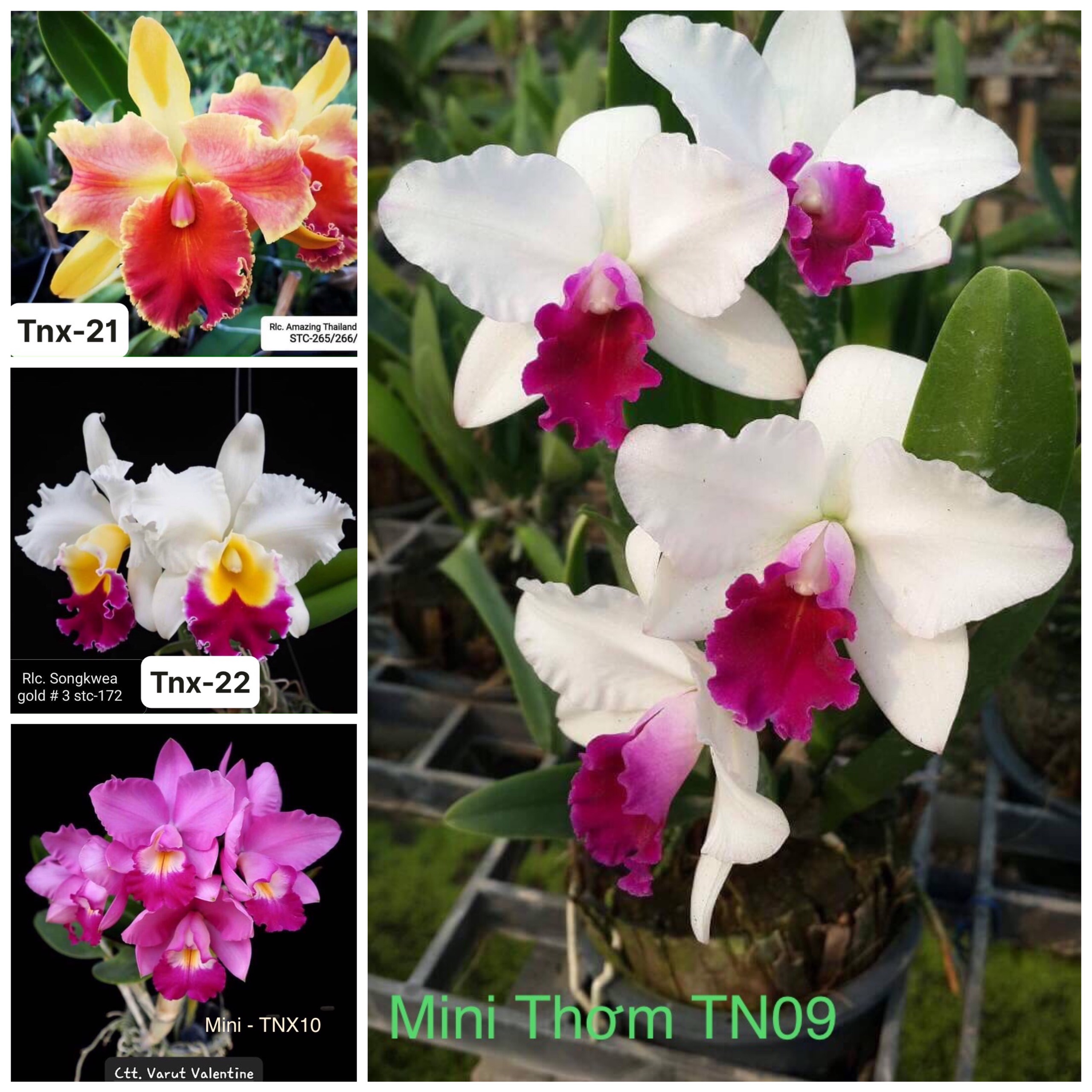 Lan Cattleya Cây Giống Nhiều Màu