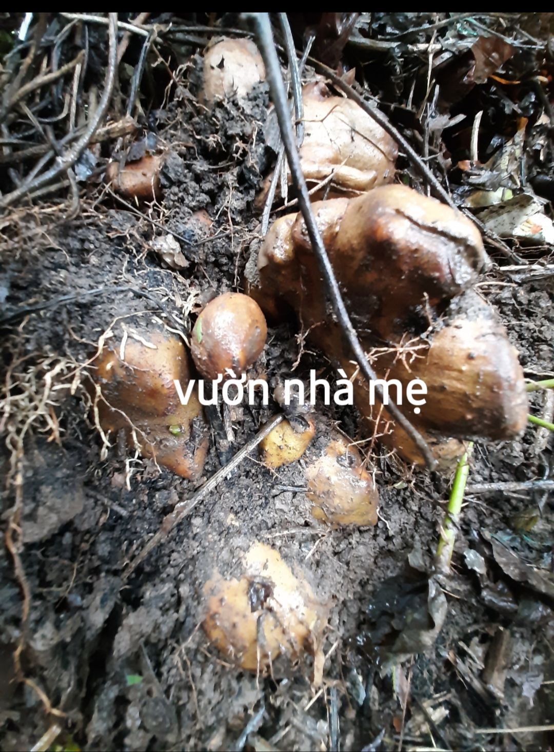 dây khoai từ cùi giống