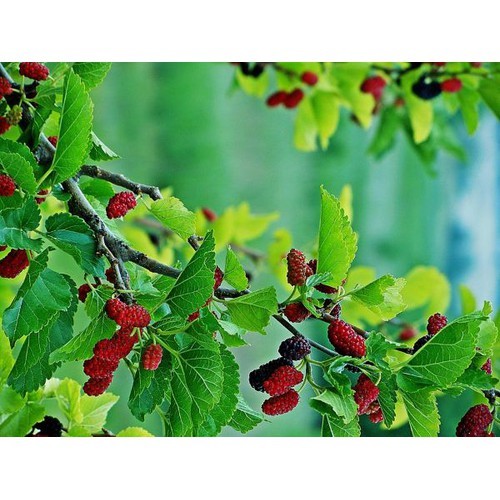 Com bo 5 cây giống dâu tằm ăn trái (Tặng kèm 3 cây chè xanh)