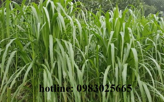 1kg Hạt giống cỏ VOI LAI F1- cỏ chăn nuôi