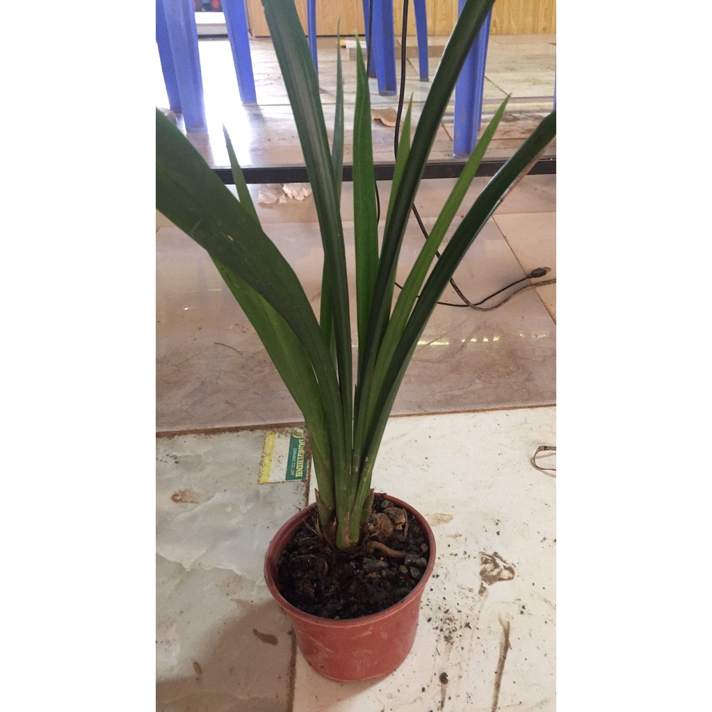 CHẬU ĐỊA LAN C.ỌP ĐỎ ( ĐỊA LAN ĐẦU ĐỎ)