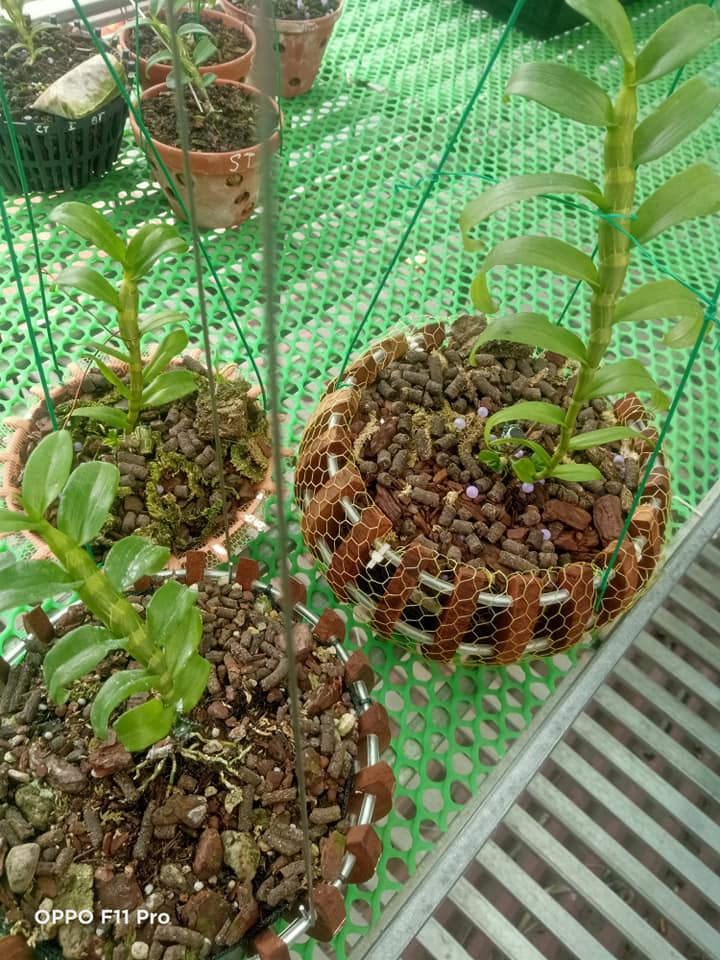 Lan Phi điệp 5 CÁNH TRẮNG BẠCH TUYẾT (5ct) mô