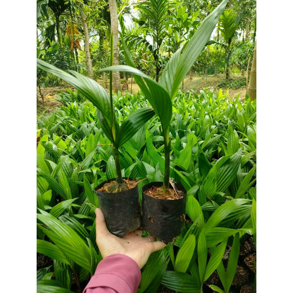 Cây giống cau vua (Cây đẹp được kiểm tra cây)