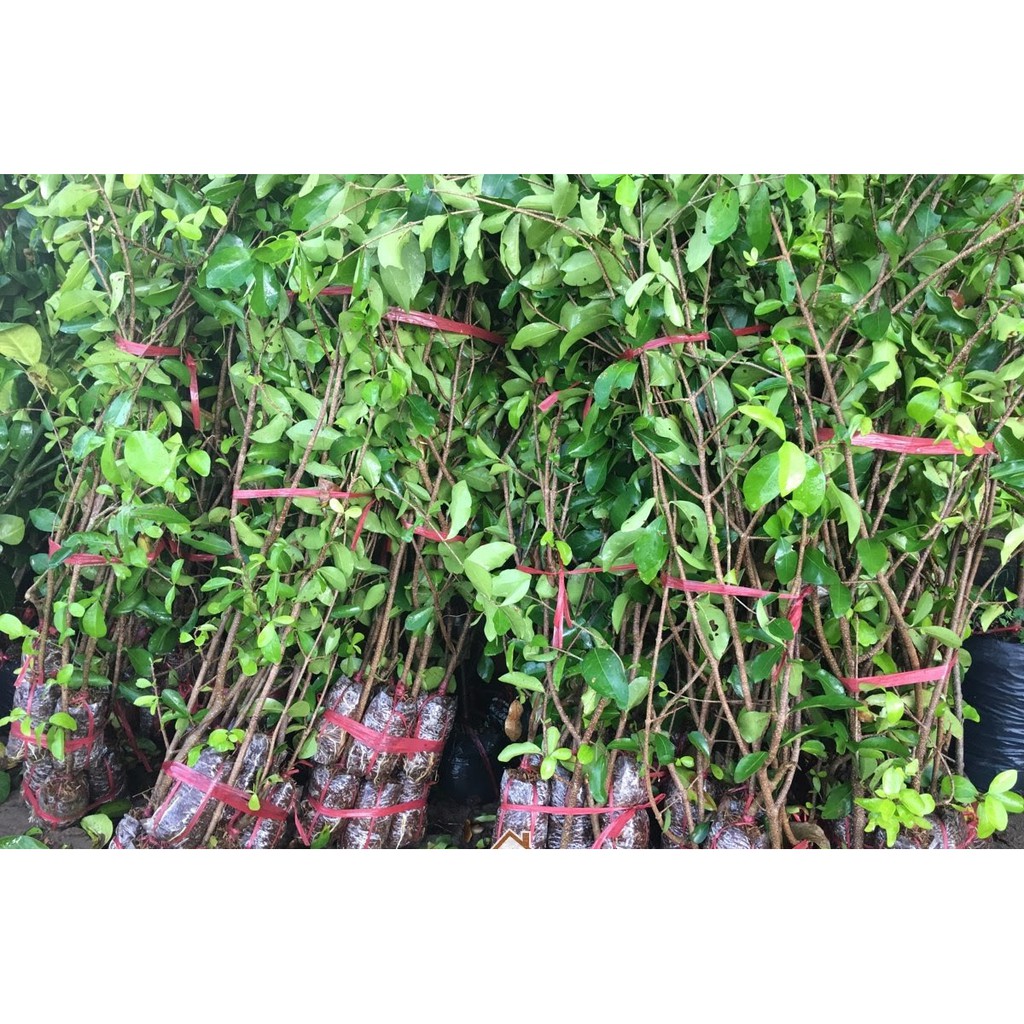 [ Cây Cảnh Bến Tre ] Cây giống sơri