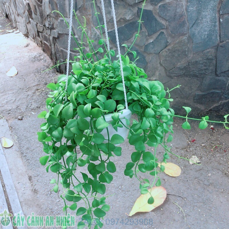 Chậu cây treo đo la