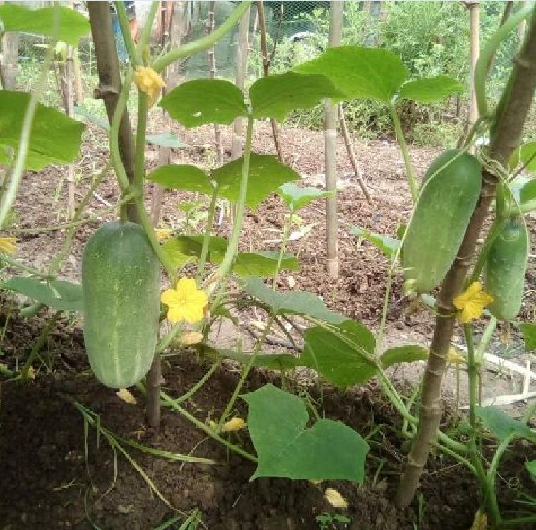 Thai Cat Cucumber Seeds - 20 Seeds - Sprout Evenly