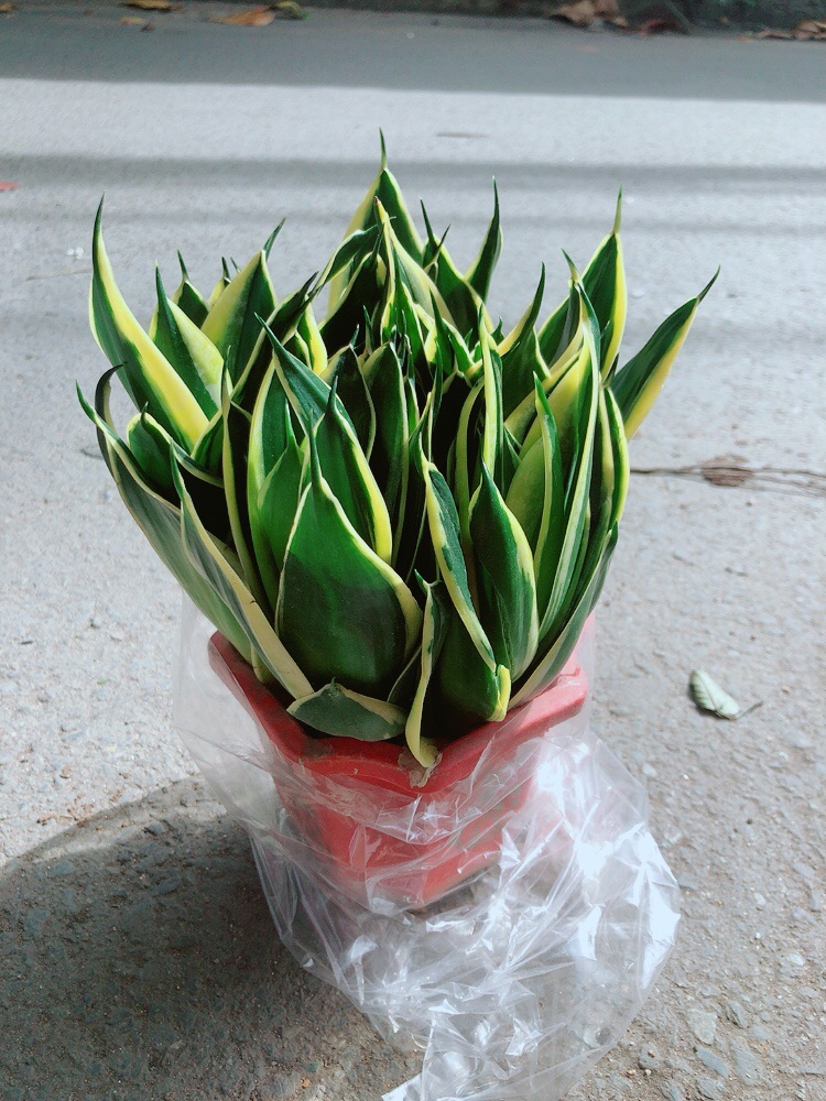[HCM]Lưỡi Hổ Thái Xanh Size Lớn
