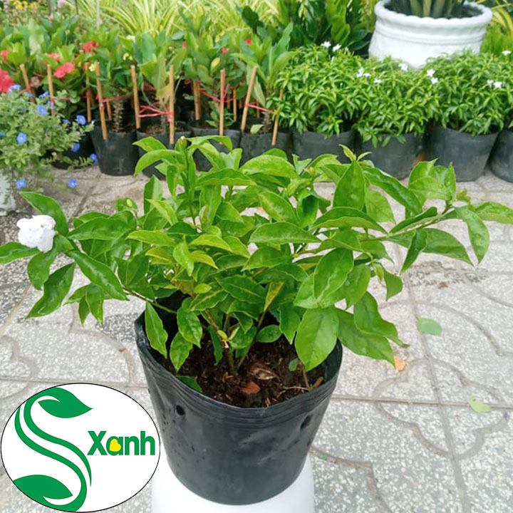 Combo 2 Cây Hoa Lài Nhật giống + Tặng túi phân hữu cơ )
