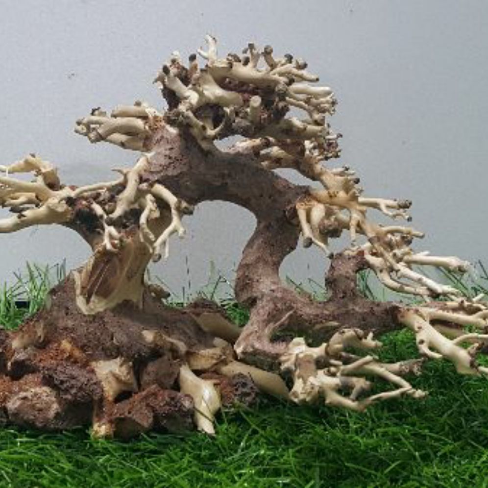 Lũa bonsai cấy rêu ôm đá(N 17- C10)