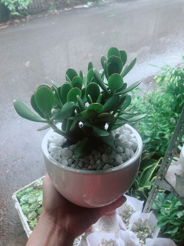 Chậu Cây Ngọc Bích