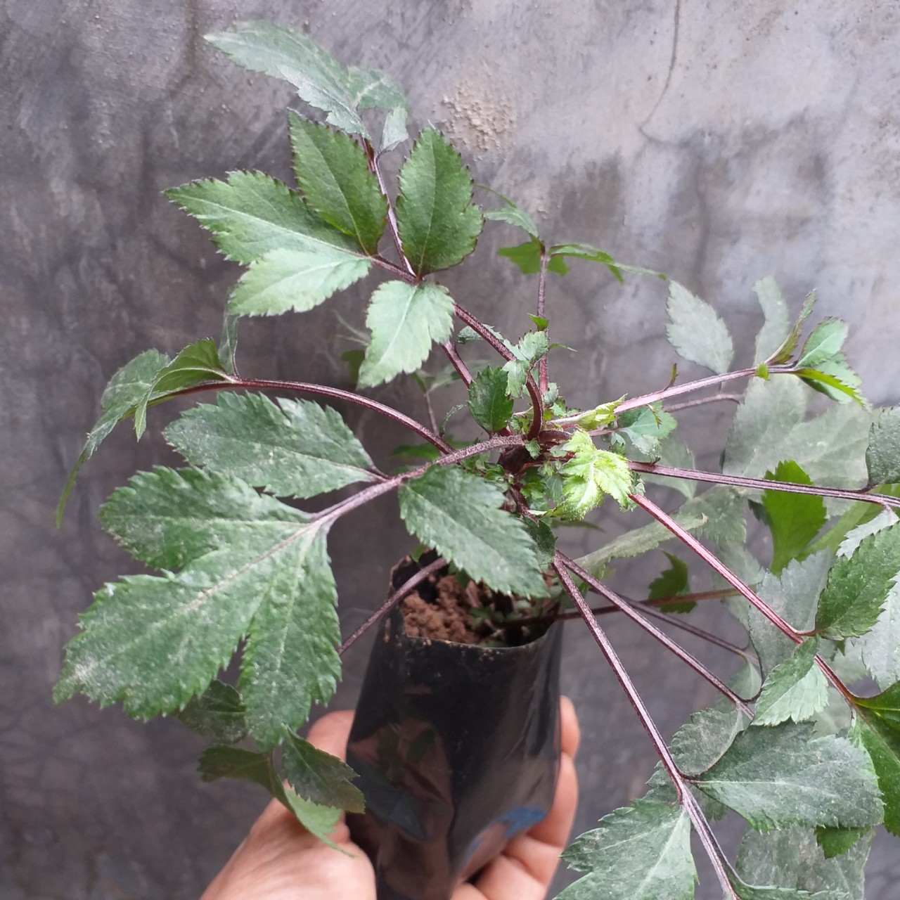 Cây giống ngải cứu tía (ngải cứu tím)