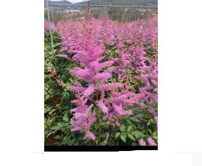 Cây Hoa Hạnh Phúc- cây gửi đi nguyên bầu cao (80 -120 )cm