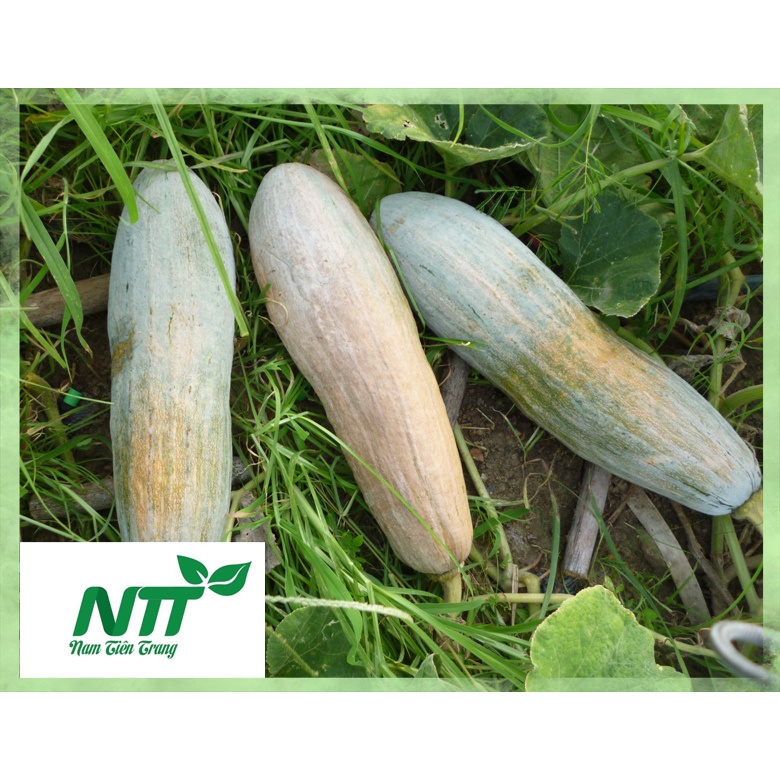 [SALE] Hạt giống Bí đỏ TN - 01 - HGVT1