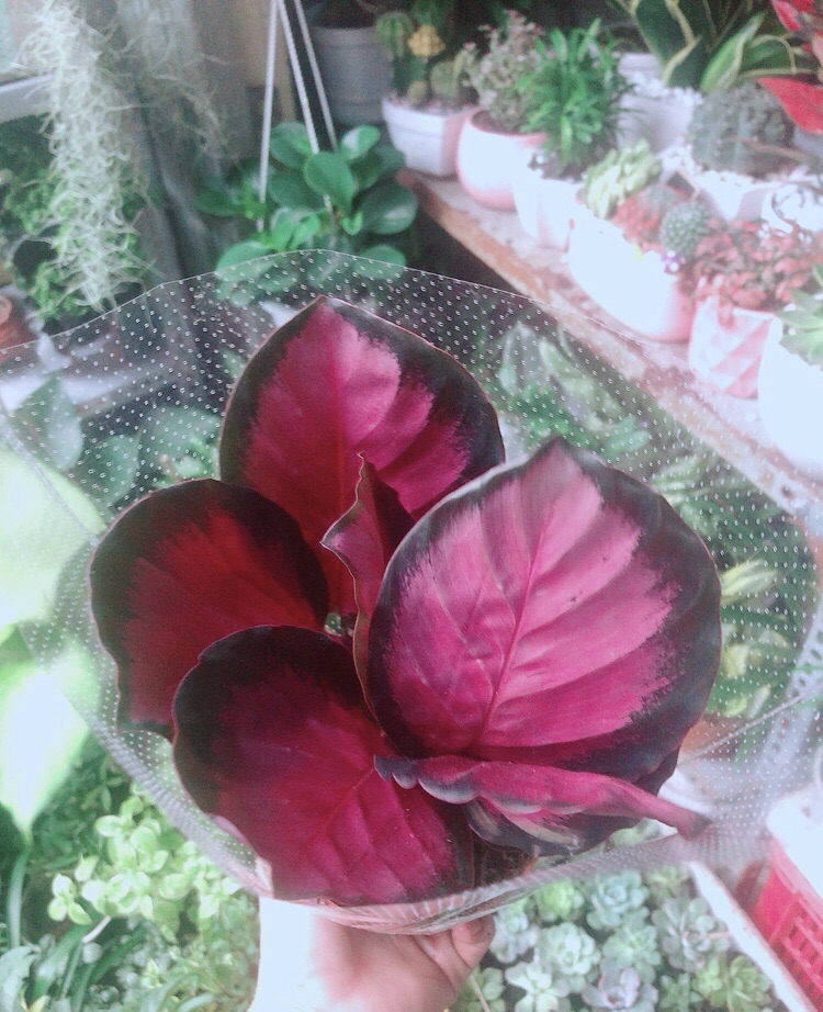 Đuôi công Hồng