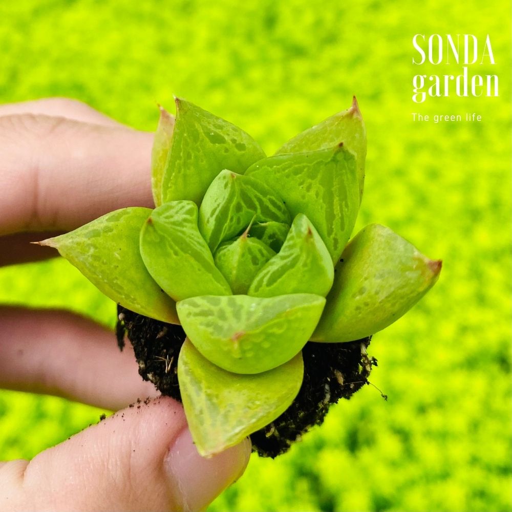 SEN ĐÁ NGỌC LÁ LỚN SIZE MINI KHỎE ĐẸP LỖI 1 ĐỔI 1