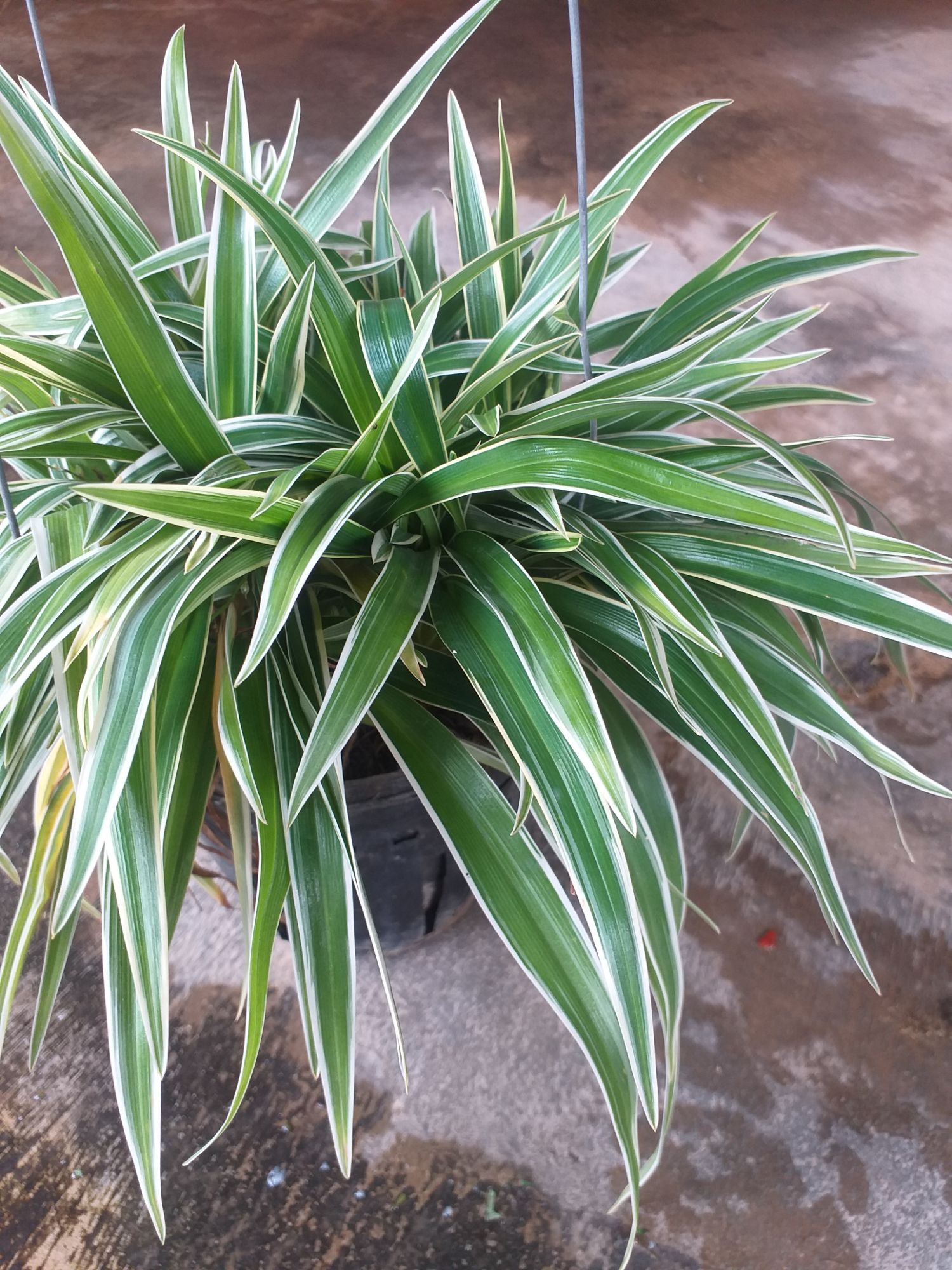 Lan chi chậu nhỏ