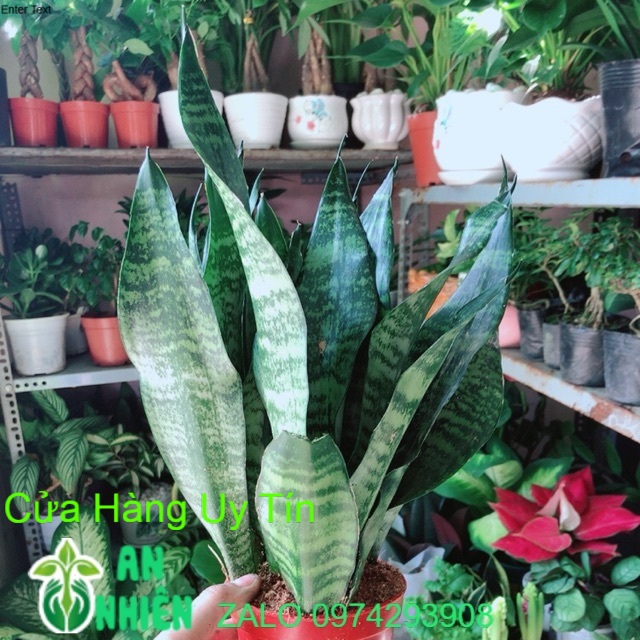 Lưỡi hổ thái