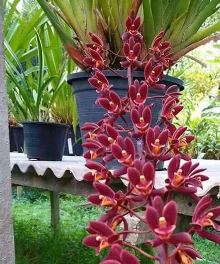 Hoa phong lan, 5 thân LAN KIẾM ĐỎ VÙNG TÂY BẮC