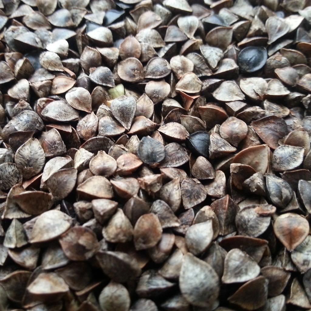 500g hạt ba khía (Buckwheat)-thức ăn: Hamster, sóc, vẹt.