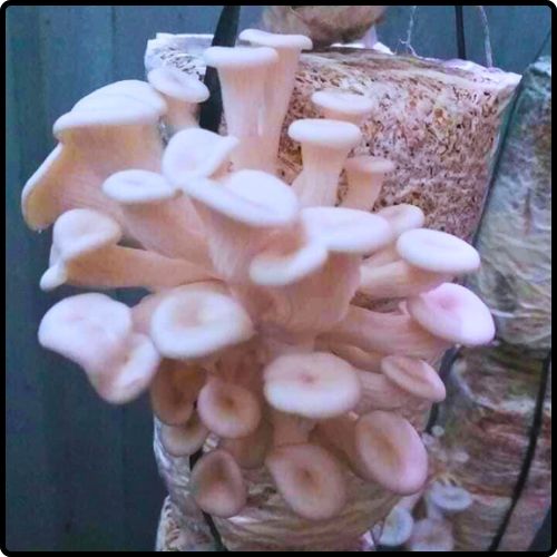 Phôi nấm Sò (01 kiện hàng 10 bịch)