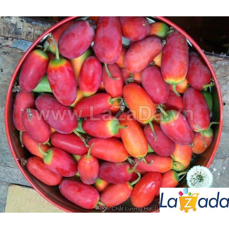 Hạt giống cây bình bát dây dây bát mãng bát a5