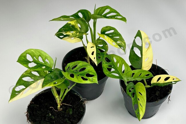 Trầu bà lỗ var (Adansonii Aurea) - Hàng đẹp như hình