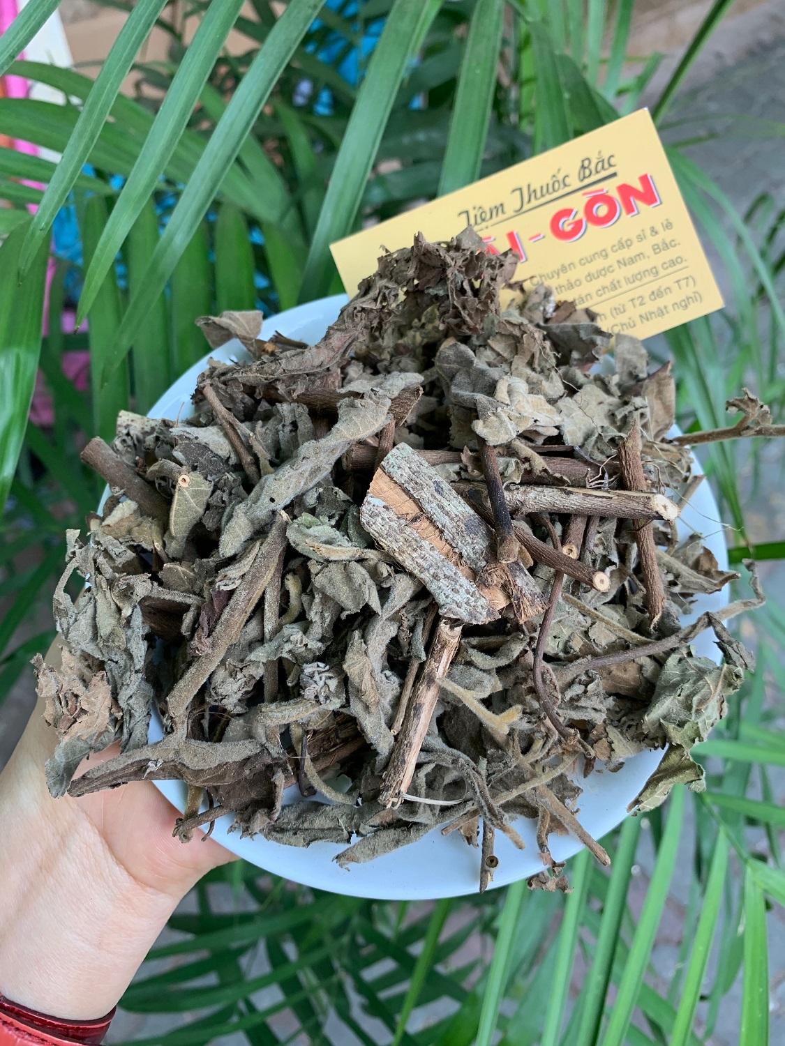 [HCM]CÂY AN XOA 500GRAM Tiệm Thuốc Bắc Sài Gòn
