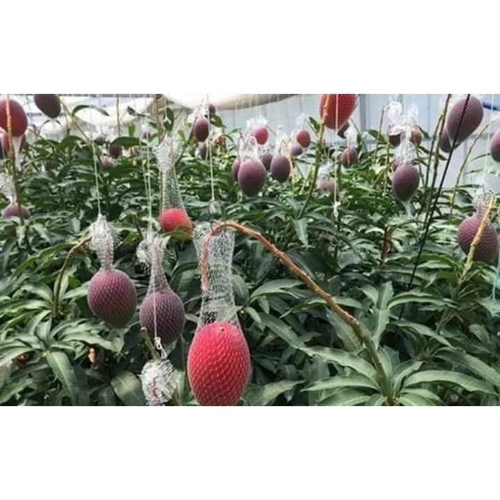 Cây giống xoài đỏ nhật bản ( cây ghép cho trái siêu sớm)