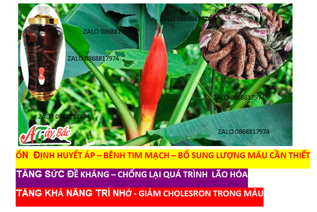 7kg CHUỐI HỘT ÊDE NGÂM RƯƠU- SẮC UỐNG CHỬA SỎI THẬN-TIỂU ĐƯỜNG-DẠ DÀY-TÁO BÓN-ĐAU LƯNG/KHỚP 1kgVIP CH 1.1