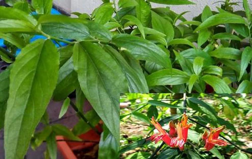 [HCM]1kg Cây xương khỉ - CAO CẤP