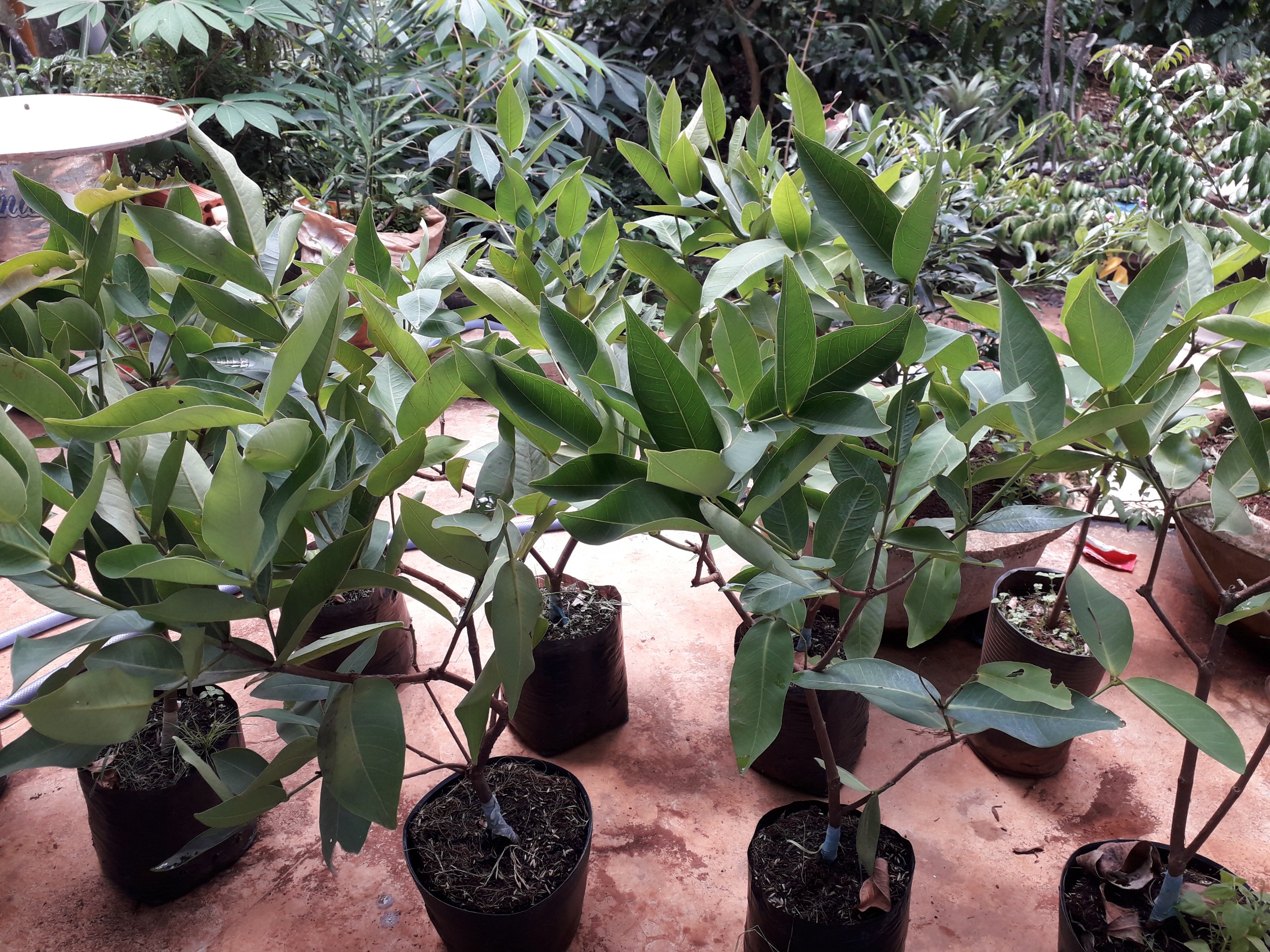 CÂY GIỐNG MẬN HOÀNG YẾN. [GHN]