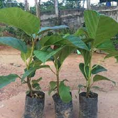 Cây giống cây vả mật