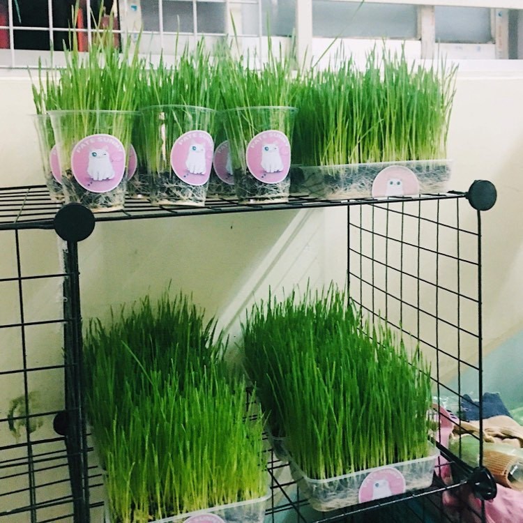 Hạt giống mầm lua mạch - lúa mì - Gói 100gram
