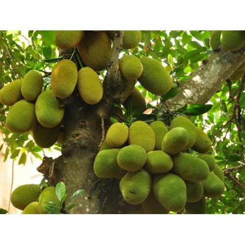 CÂY GIỐNG MÍT TỐ NỮ