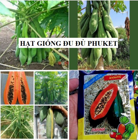 Hạt Giống Đu Đủ Lùn Cao Sản Phuket TháiLan Siêu Ngọt ( 120 hạt/gói )