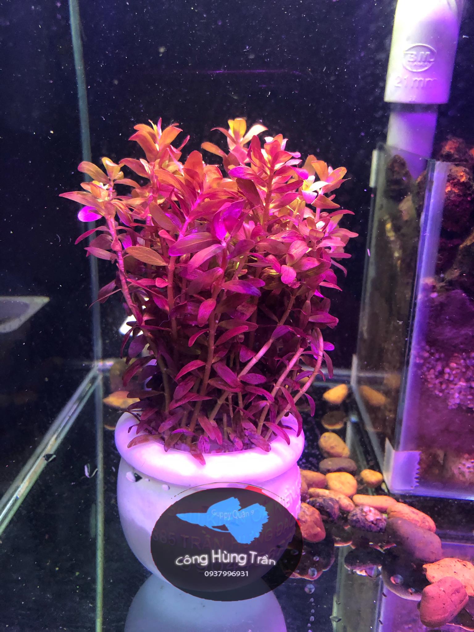 Cây Thủy Sinh Rotala Colorata [ SIỂU ĐỎ ]