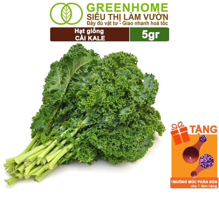 Hạt giống cải xoăn kale greenhome, gói 5g, dễ trồng quanh năm, nảy mầm cao, thu hoạch nhanh, năng suất cao r16