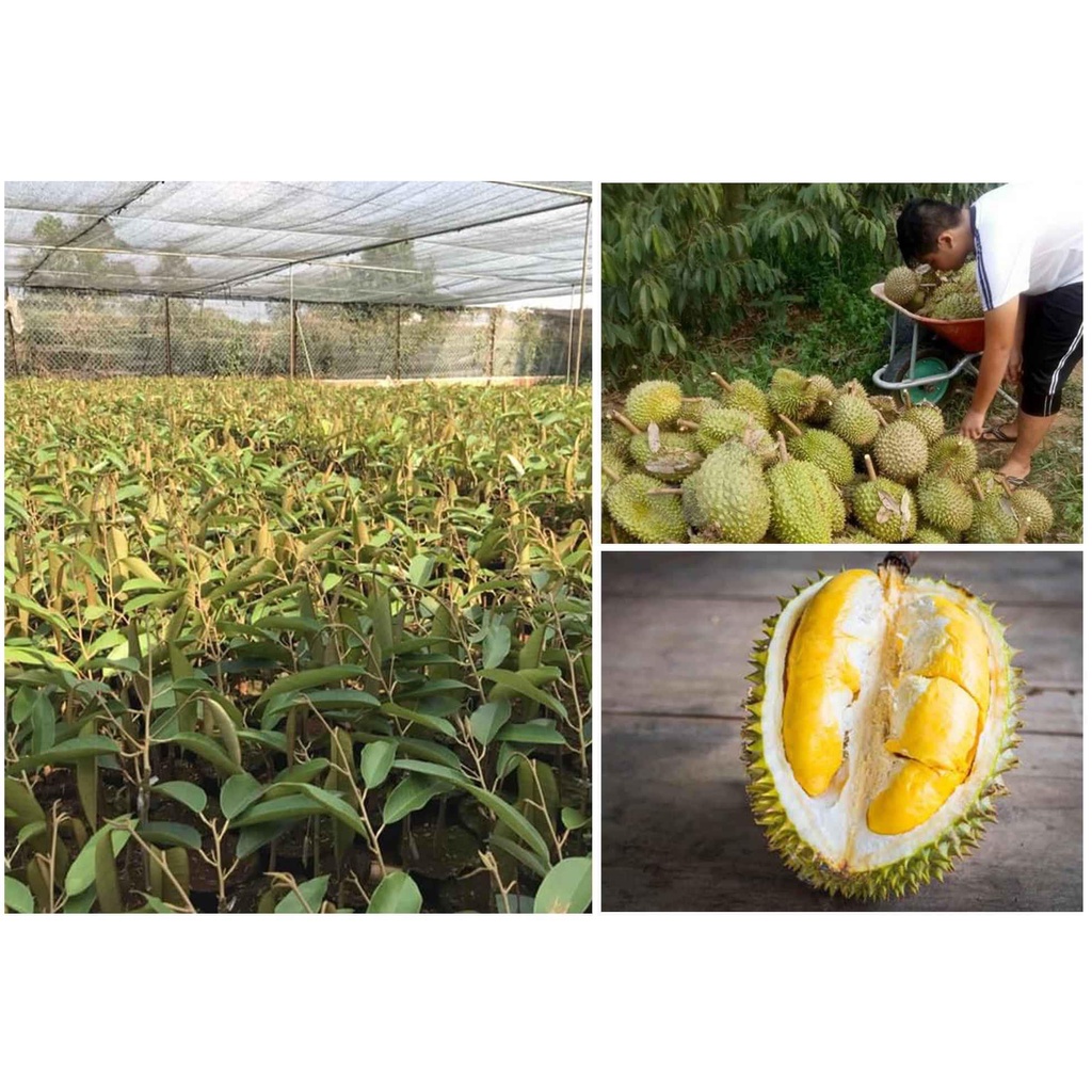 CÂY GIỐNG SẦU RIÊNG MUSANG KING GIỐNG SẦU RIÊNG MALAYSIA HẠT LÉP