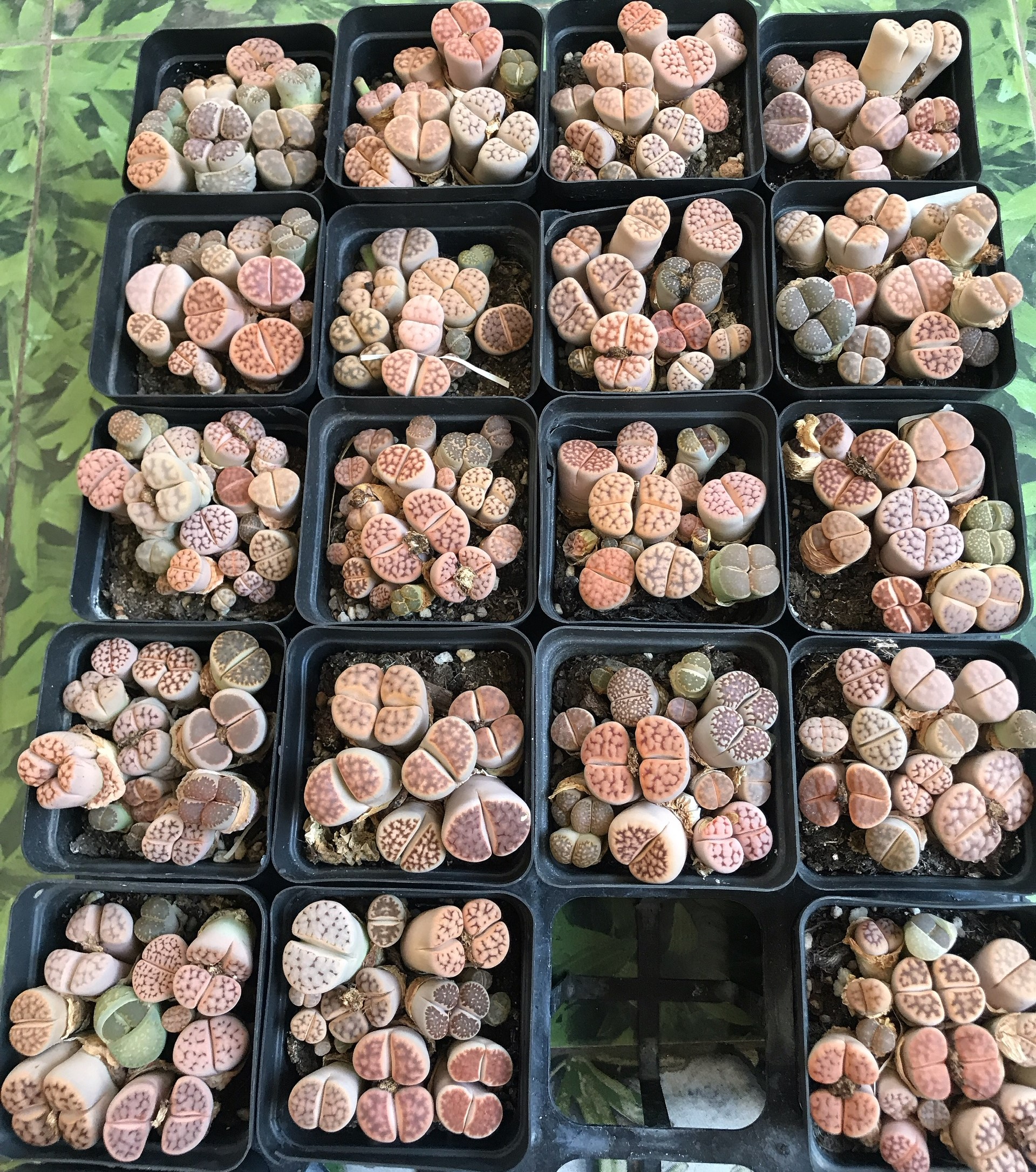 Combo 7 đến 10 cây sen đá mông , sen đá thạch lan , Lithops