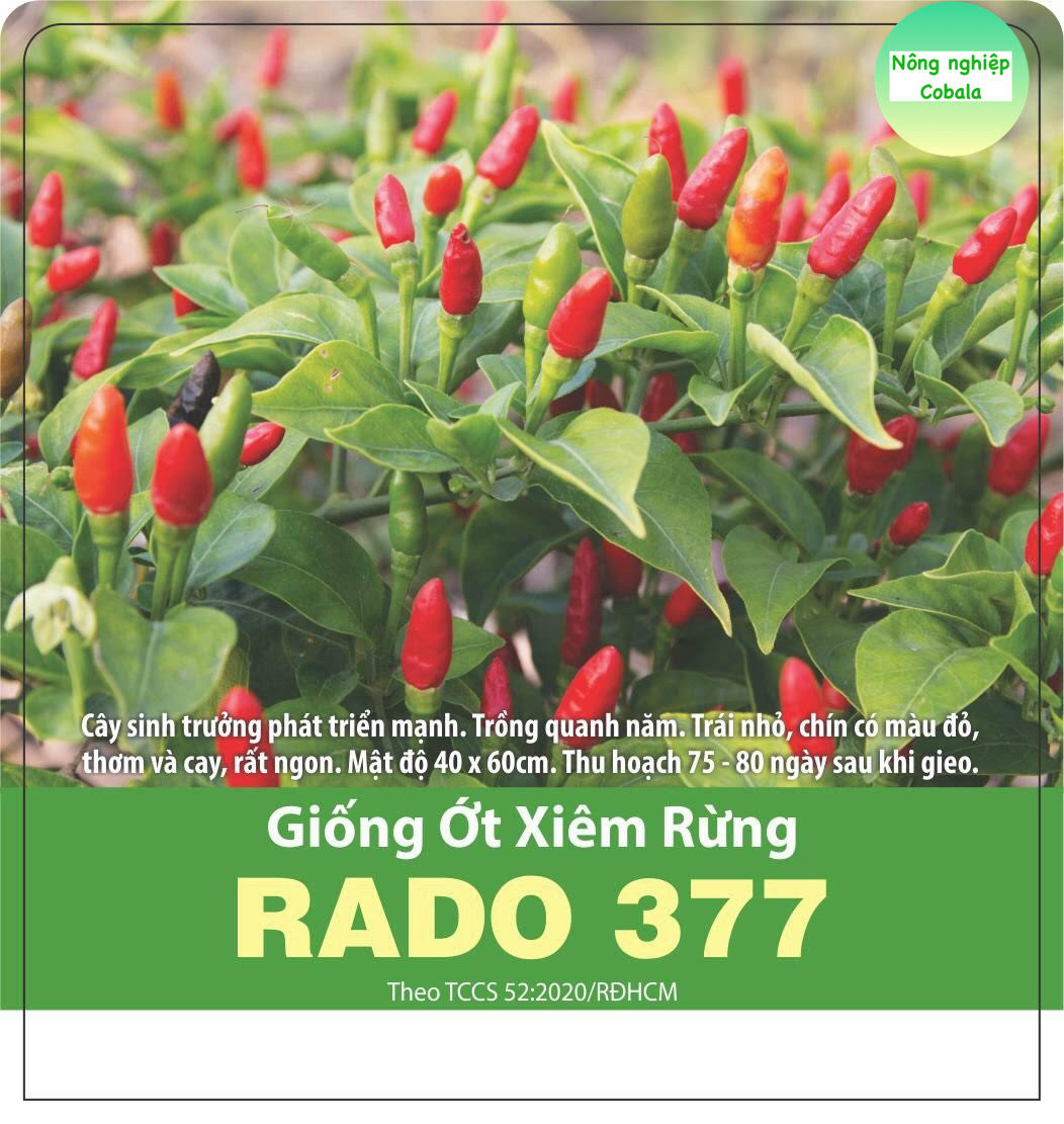 Ớt hiểm là giống ớt gì mà giá bán tăng cao trồng có 1 sào ông nông dân  Bình Thuận thu 90 triệu