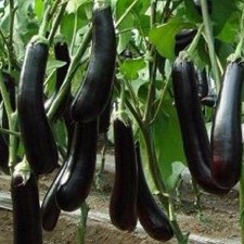 Hạt giống cà tím, Cà Nâu, Cà Giòn (dễ trồng - nhanh ăn)