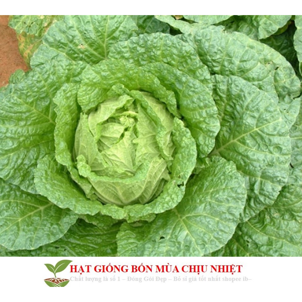 MA29F GÓI 50 HẠT GIỐNG CẢI THẢO