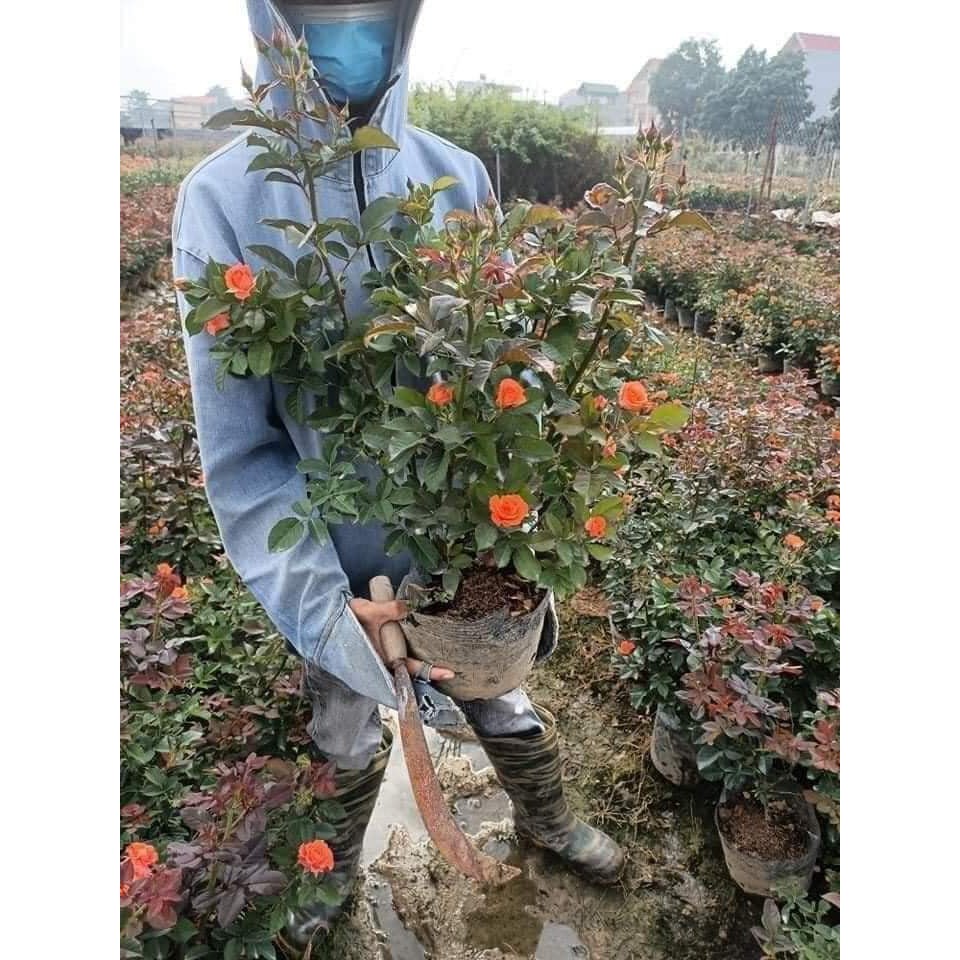 Cây Hoa hồng Tỉ Muội