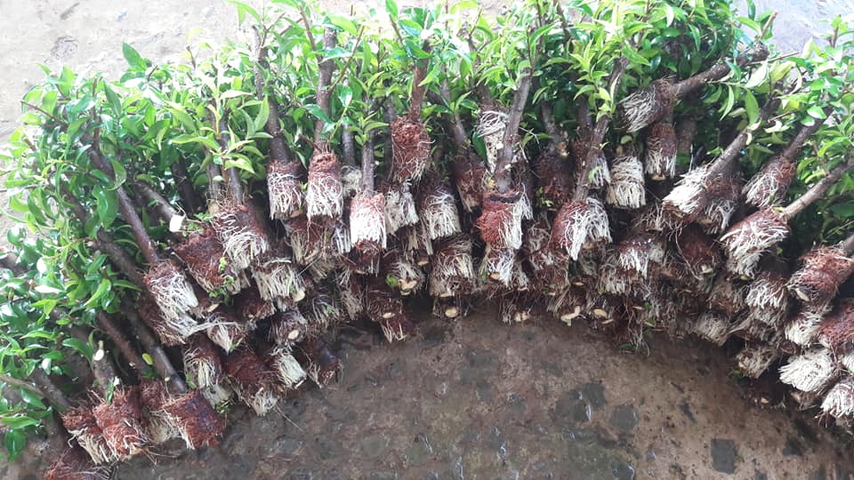 Nhánh chiết mai chiếu thủy trung nu