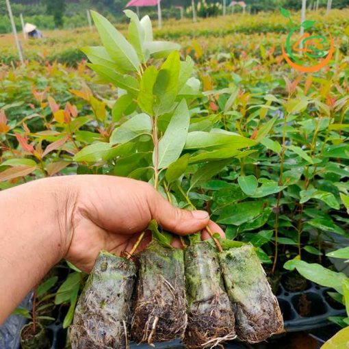 Hạt giống cây bạch đàn đỏ dể trồng/gói 50gram(cây thân gỗ)
