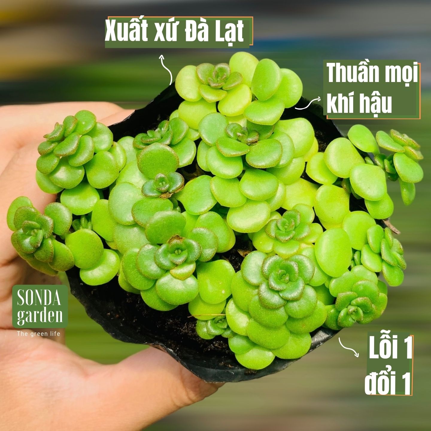 Sen đá sedum vảy cá size bé, lỗi 1 đổi 1