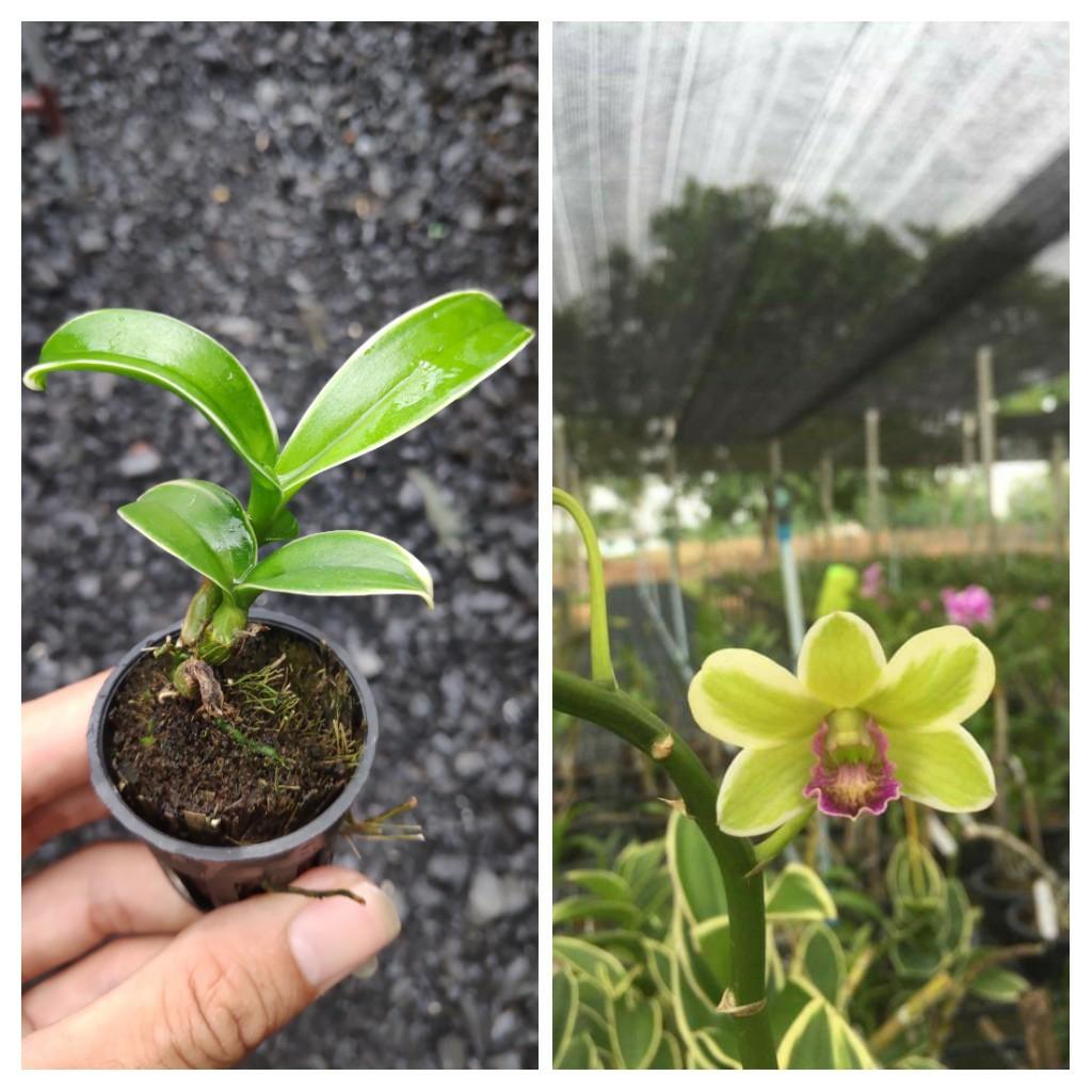 Lan Dendro Lá Biên