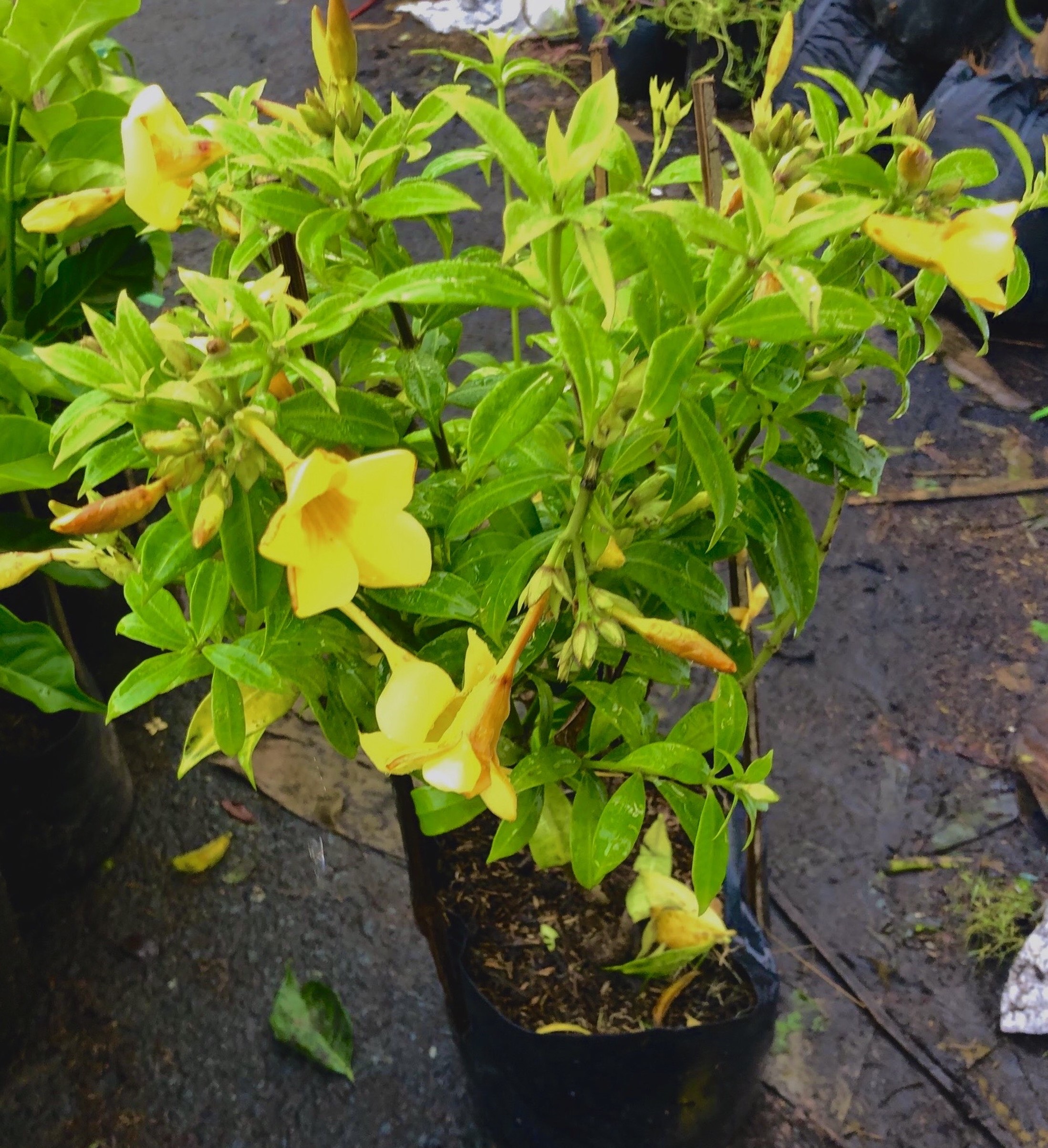 Chậu hoa Huỳnh Đệ bông nhỏ