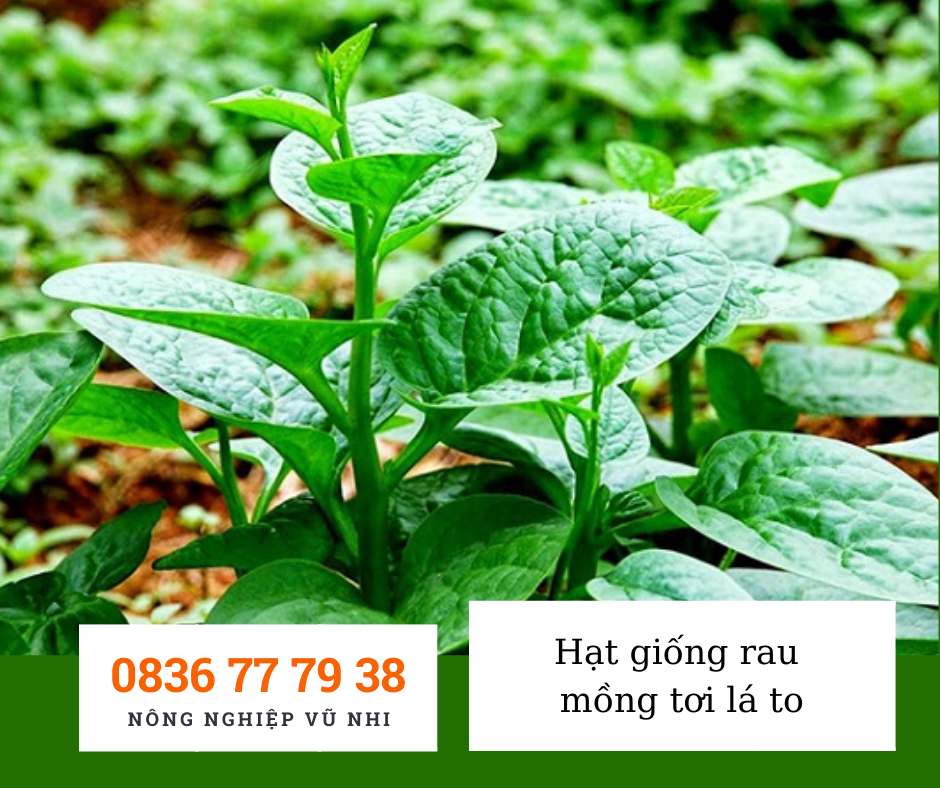 Hạt giống mồng tơi lá to 20gr