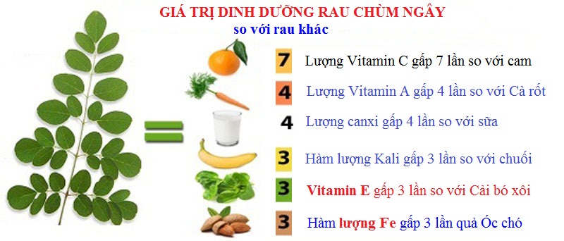 (Moringa powder) BỘT CHÙM NGÂY NGUYÊN CHẤT 100GR